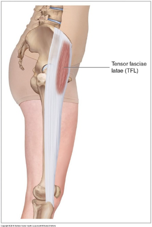Mišica TFL in Iliotibialni trakt. (Vir: https://learnmuscles.com)