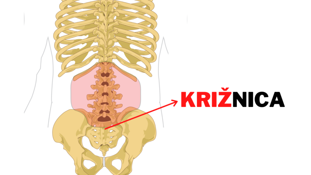 Križ, Križnica, Hrbtenica