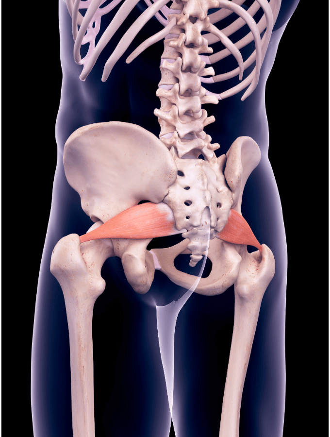 misica-piriformis