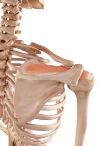 Mišica supraspinatus anatomija