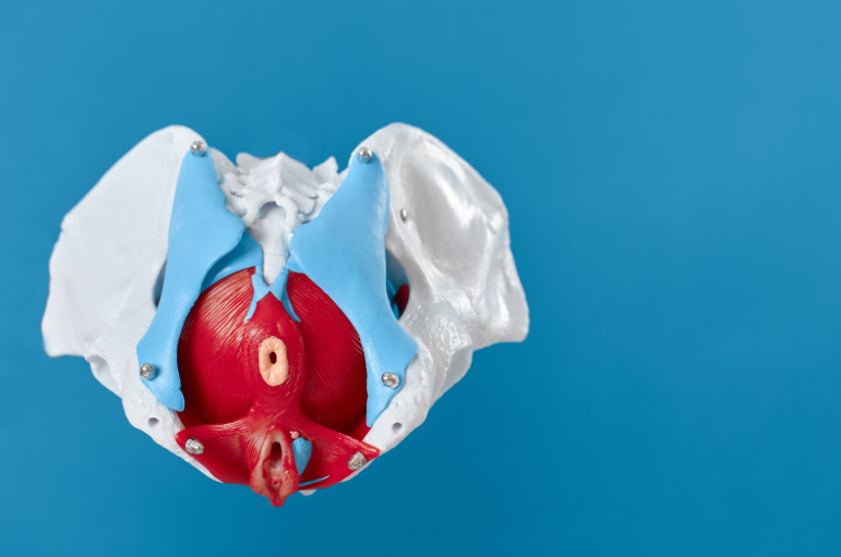 Mišice medeničnega dna