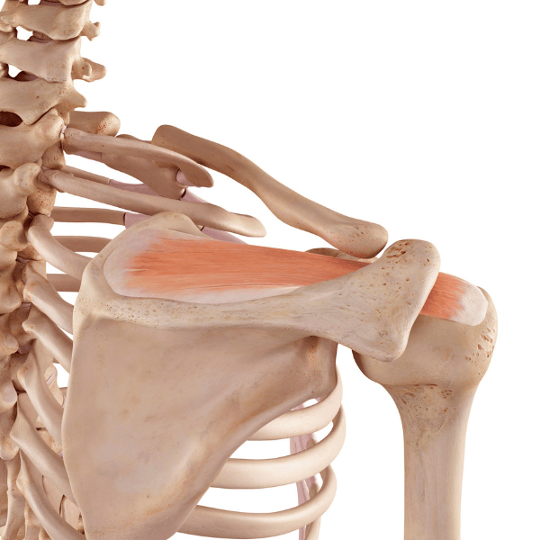 Supraspinatus