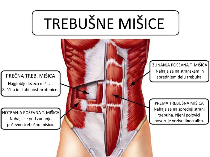 Anatomija trebušnih mišic