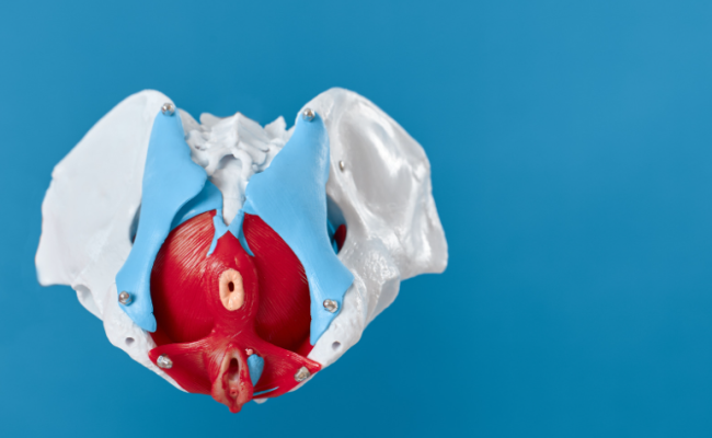 Mišice medeničnega dna