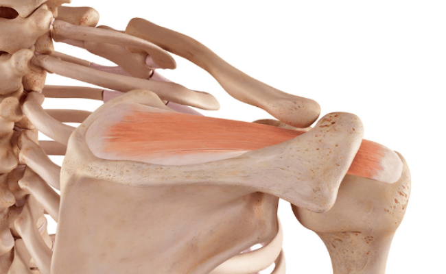 Supraspinatus